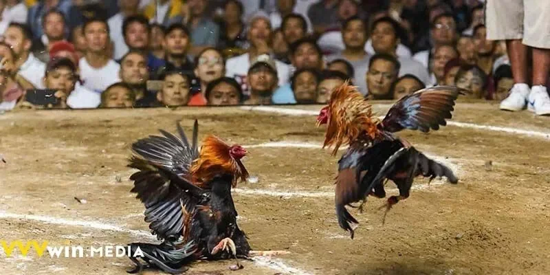 Phân tích sâu – đặt cược chuẩn xác cùng VVVWIN