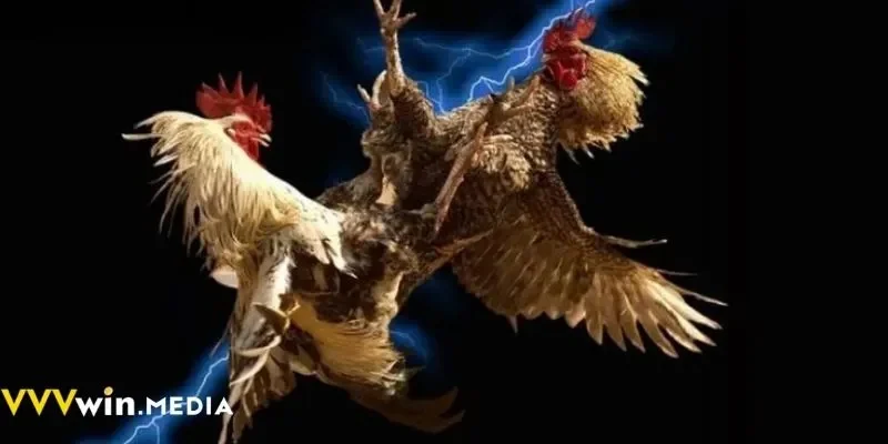 Theo dõi trực tiếp đá gà Campuchia VVVWIN với tỷ lệ minh bạch nhất