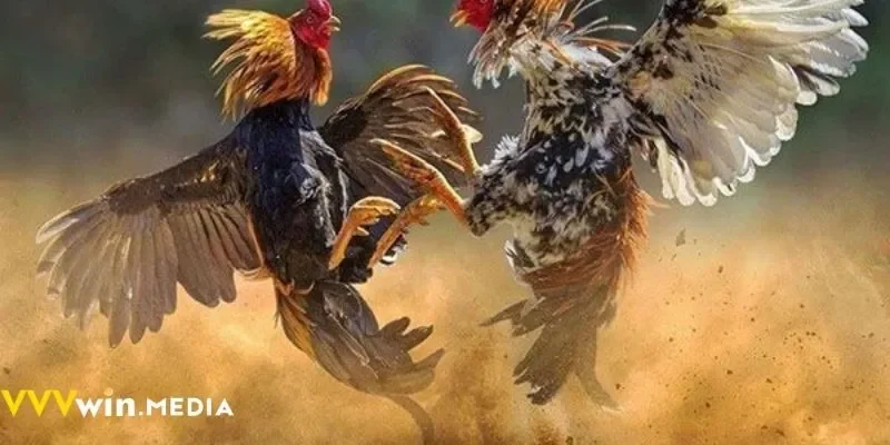 Khám phá bí quyết thắng lớn khi chơi đá gà Campuchia VVVWIN