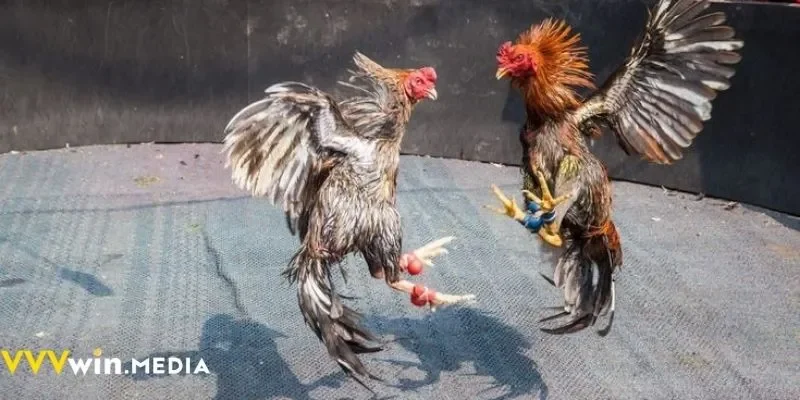 Đấu trường đá gà Thomo VVVWIN – Nơi chiến kê tỏa sáng đỉnh cao