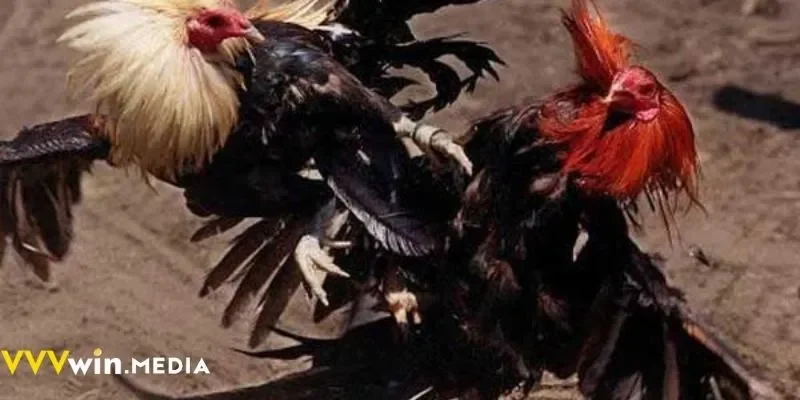 Trải nghiệm đá gà Thomo trực tiếp tại VVVWIN, kịch tính từng phút