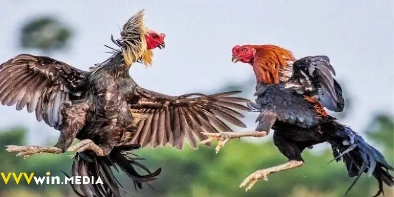 Đặt cược linh hoạt cùng VVVWIN – Cơ hội thắng lớn mỗi ngày