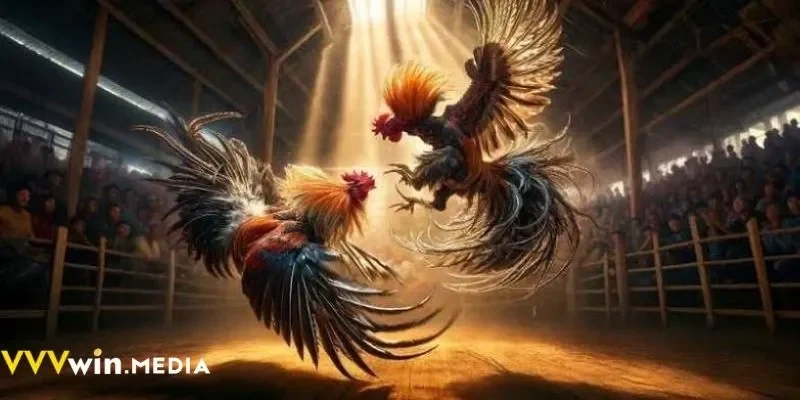 Tham gia đá gà trực tuyến VVVWIN, theo dõi trận đấu gay cấn nhất