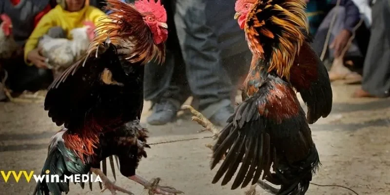 Cách xem và đặt cược đá gà Thomo VVVWIN đơn giản nhất