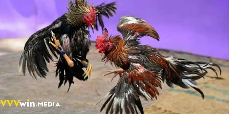 Trường gà Thomo VVVWIN phát sóng trực tiếp 24/7